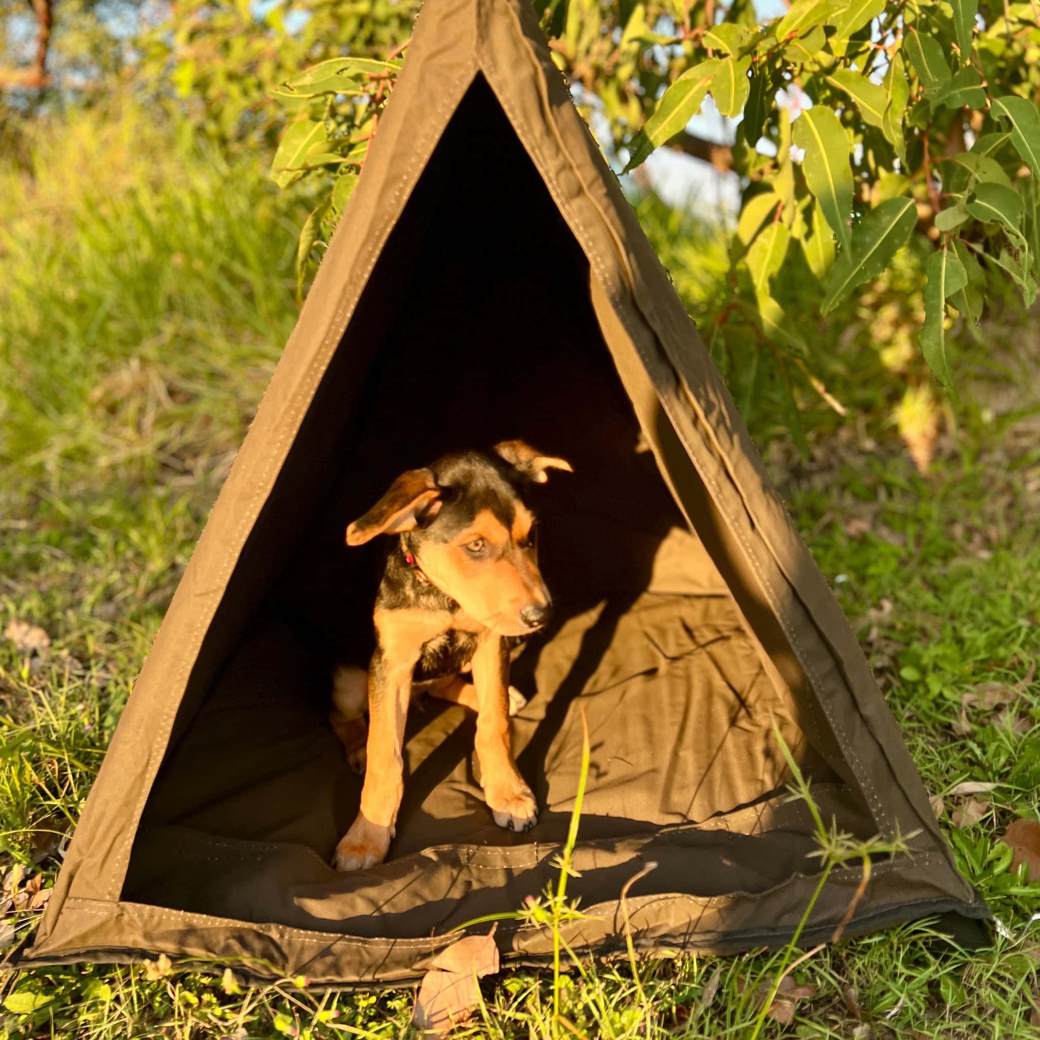 DOG Swag | M4C DOG Swag
