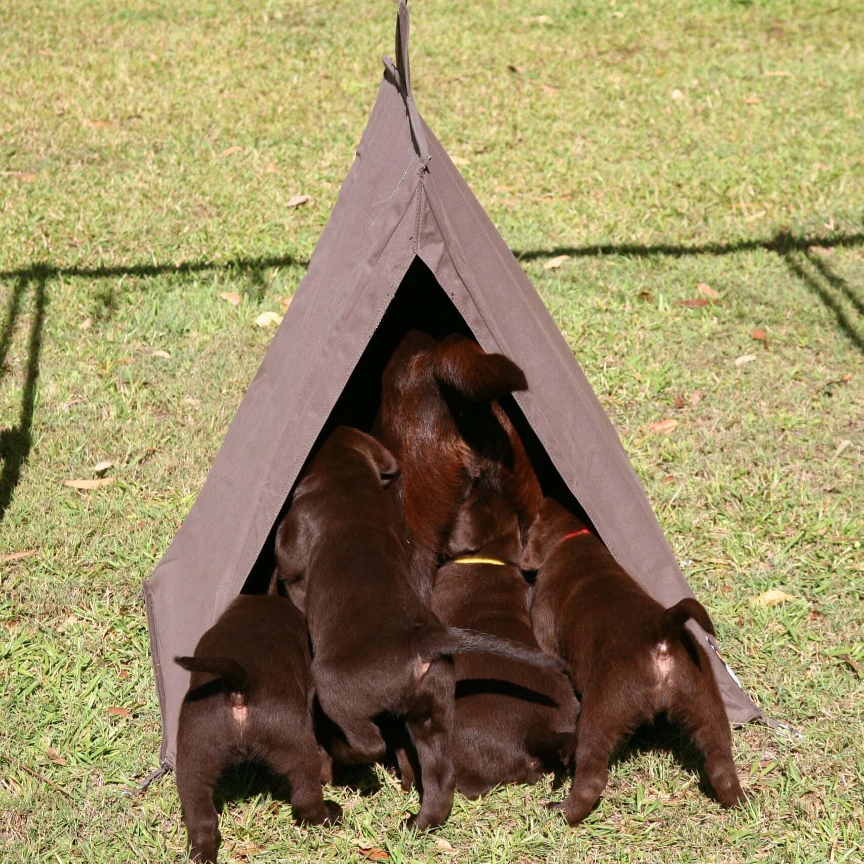 DOG Swag | M4C DOG Swag - Image 6